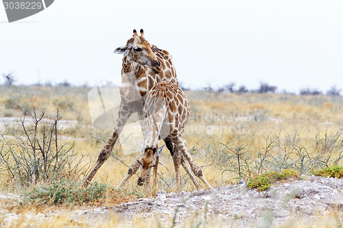 Image of two Giraffa camelopardalis near waterhole