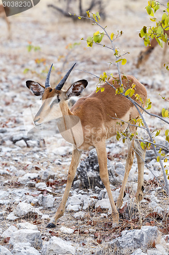 Image of Portrait of Impala antelope