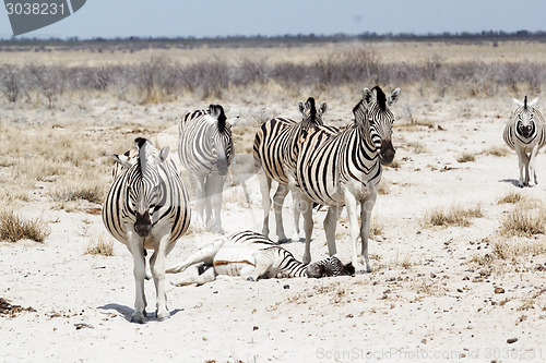 Image of Zebra in african bush