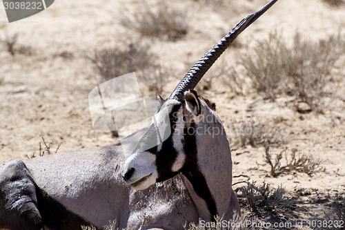 Image of portrait of Gemsbok, Oryx gazella