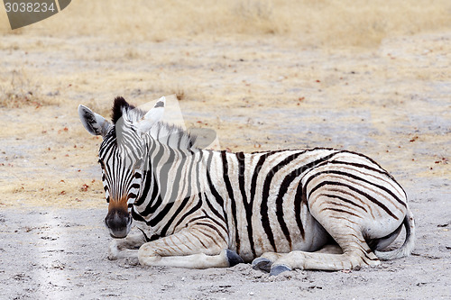 Image of Young zebra in african bush