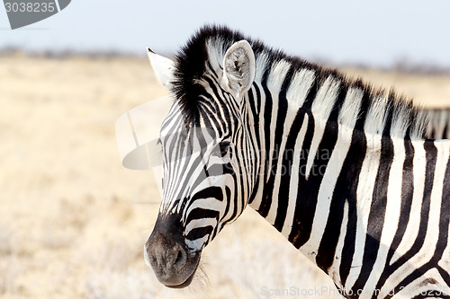 Image of Zebra portrait. Burchell's zebra, Equus quagga burchellii.