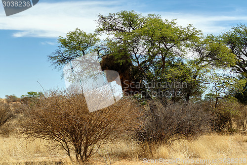 Image of African masked weaver big nest on tree