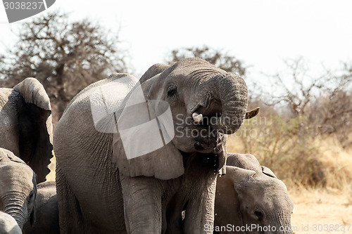 Image of A herd of African elephants drinking at a muddy waterhole