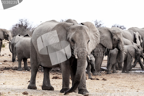 Image of A herd of African elephants drinking at a muddy waterhole