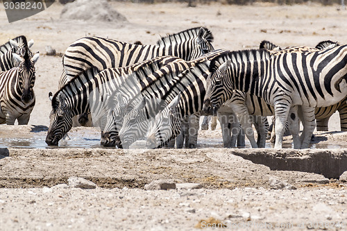 Image of Zebra drinking on waterhole