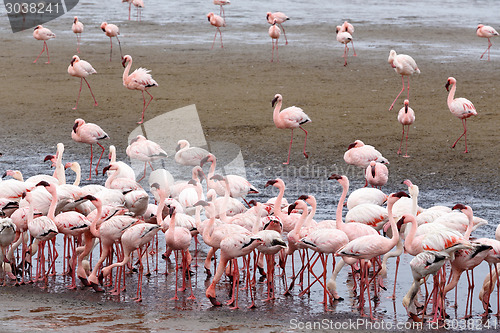 Image of Rosy Flamingo colony in Walvis Bay Namibia