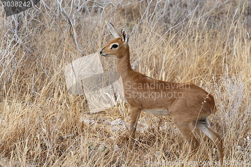 Image of Steenbok, Etosha National Park, Namibia