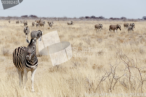 Image of Zebra in african bush