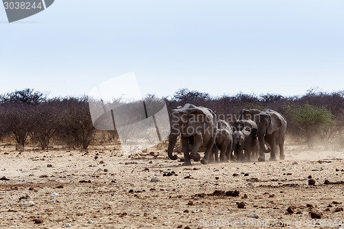 Image of A herd of African elephants drinking at a muddy waterhole