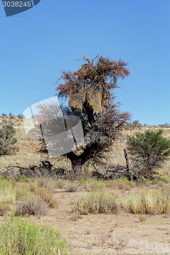 Image of African masked weaver big nest on tree