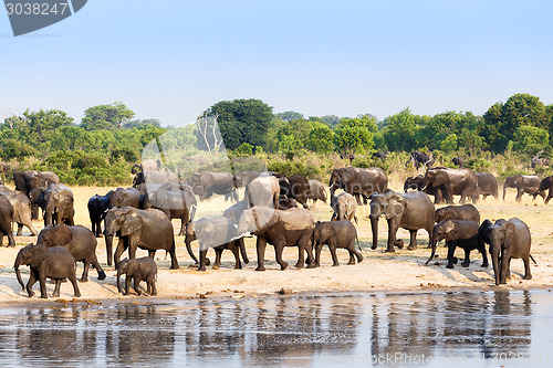 Image of A herd of African elephants drinking at a muddy waterhole