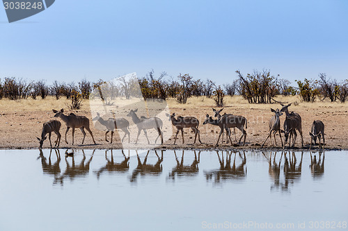 Image of herd of Kudu drinking from waterhole