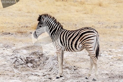 Image of Young zebra in african bush