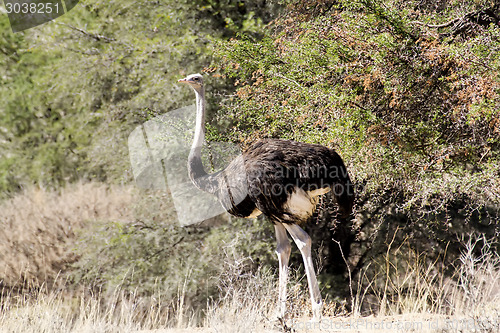 Image of Ostrich Struthio camelus, in Namibia