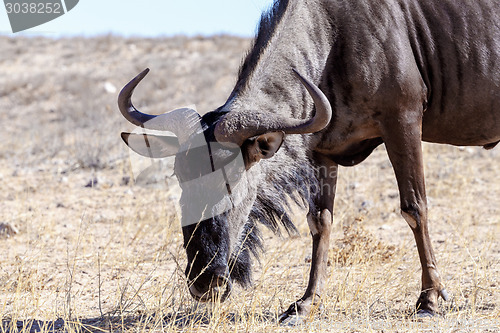 Image of A wild Wildebeest Gnu grazing grassland
