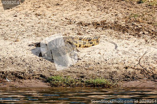 Image of Portrait of a Nile Crocodile