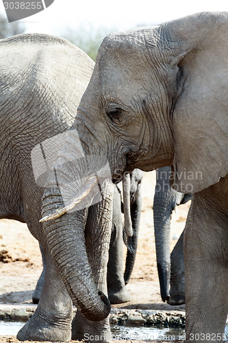 Image of A herd of African elephants drinking at a muddy waterhole