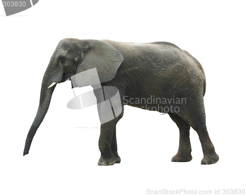 Image of Isolated elephant