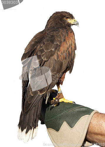 Image of Golden Eagle Isolated on glove