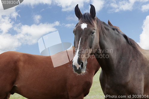 Image of Holsteiner horse in front of a cloudy sky