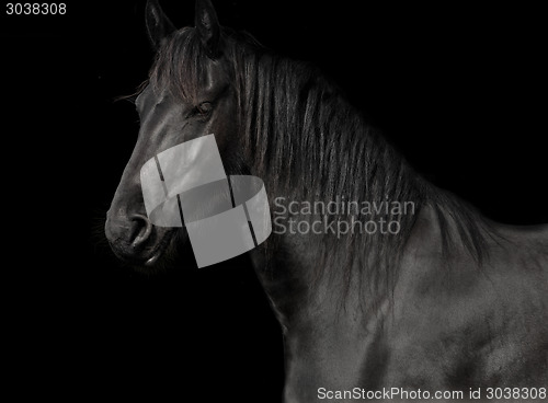 Image of friesian in the studio