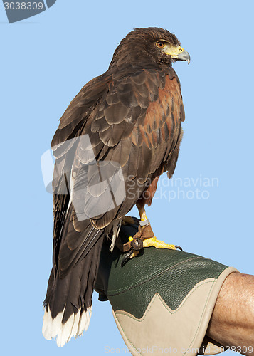 Image of Eagle against a blue sky 