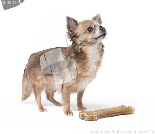 Image of small chihuahua with big bone