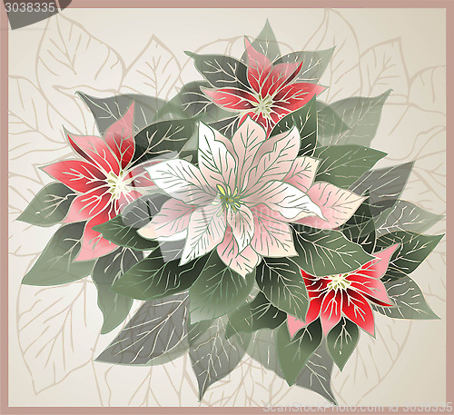 Image of Christmas card.    Illustration Poinsettia flower (christmas sta