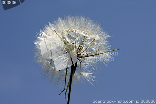 Image of Photo of the flowers on the sky background