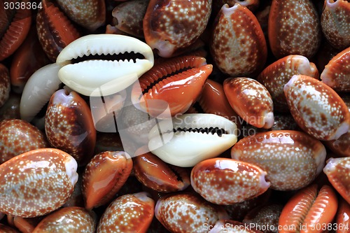 Image of sea shells background