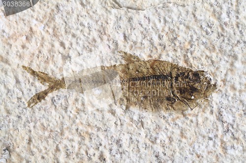 Image of fish fossil