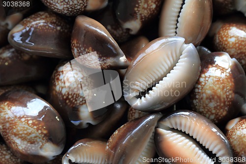 Image of sea shells background