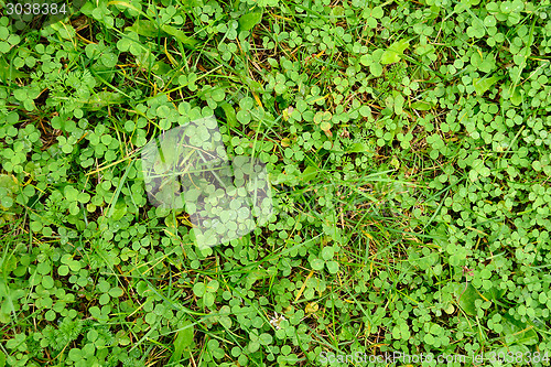 Image of Field of shamrock   