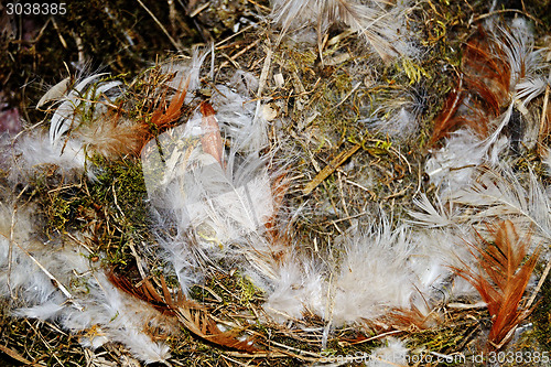 Image of Nest