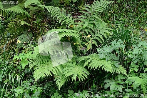 Image of Fern