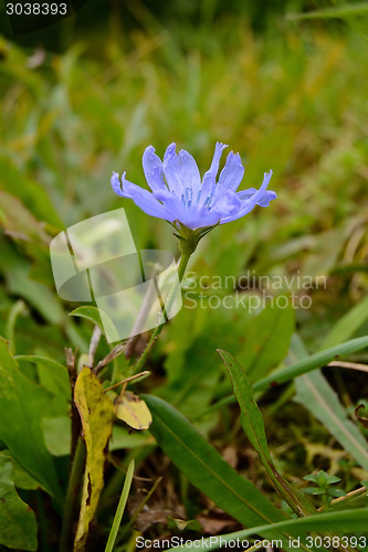 Image of Flower