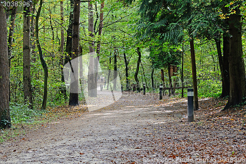Image of Forest path