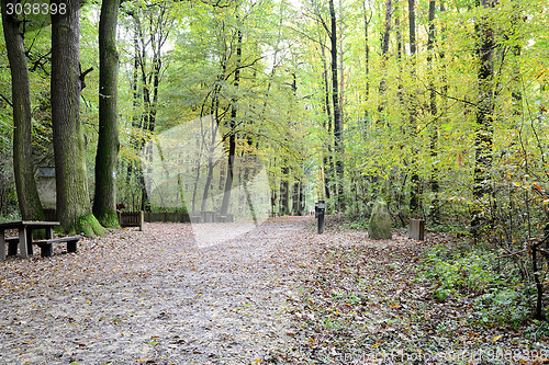 Image of Forest path