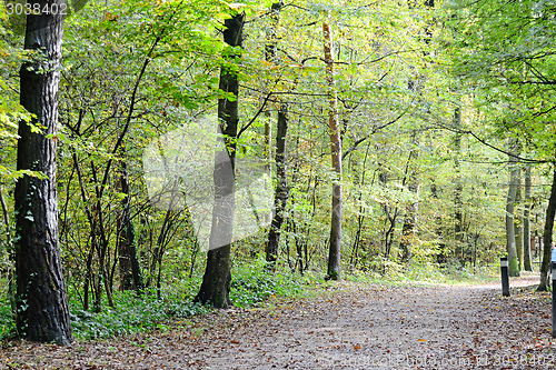 Image of Forest path
