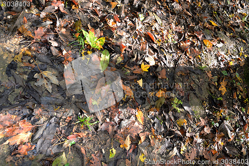 Image of Forest
