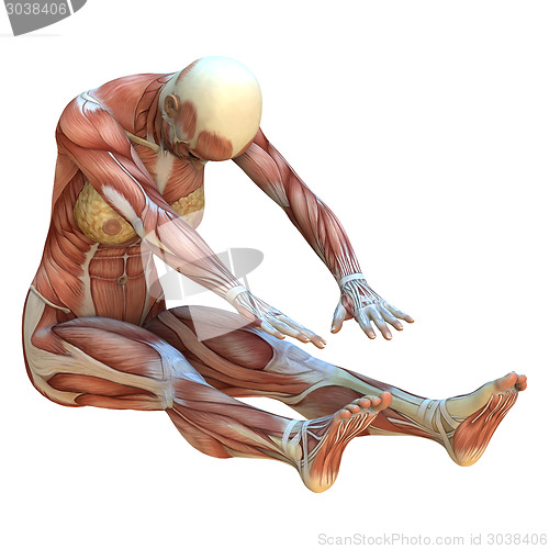 Image of Muscle Maps