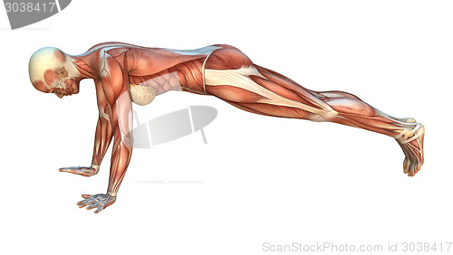 Image of Muscle Maps