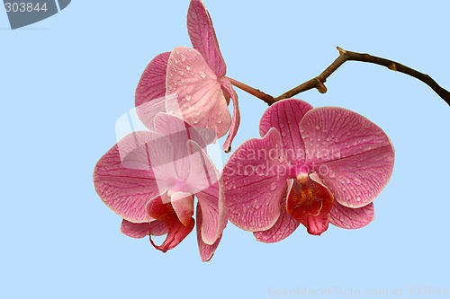 Image of Orchid on blue background