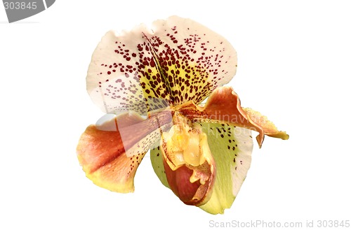 Image of Isolated orchid