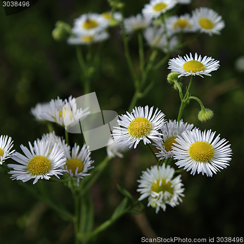 Image of Daisy