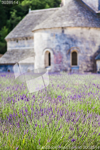 Image of Lavander field