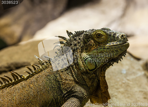 Image of Green Iguana