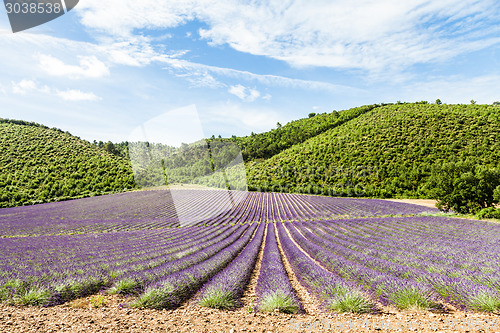 Image of Lavander field