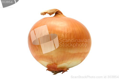 Image of Isolated onion